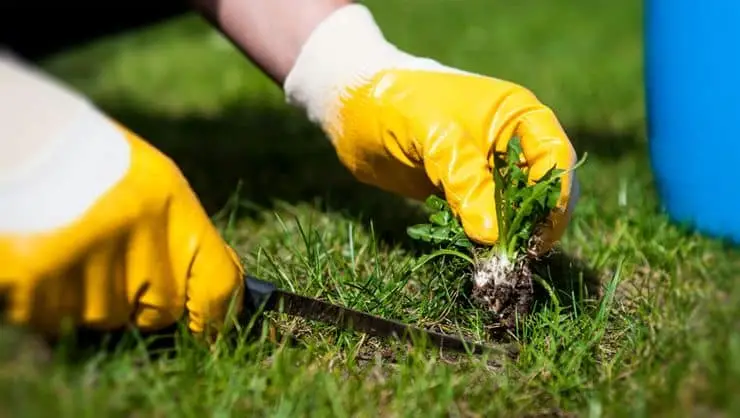 weed control, Lawn Maintenance how to