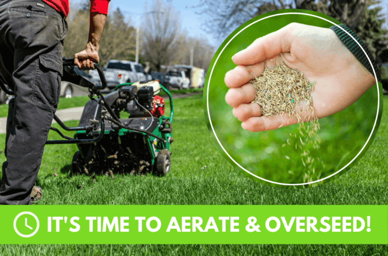 Lawn care aeration and overseeding